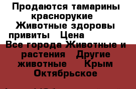 Продаются тамарины краснорукие . Животные здоровы привиты › Цена ­ 85 000 - Все города Животные и растения » Другие животные   . Крым,Октябрьское